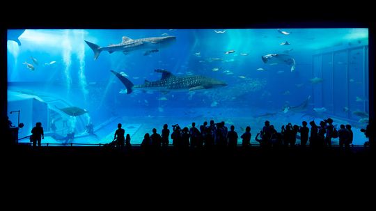 9 Awesome Aquariums Where You Can Spend the Night With Sharks