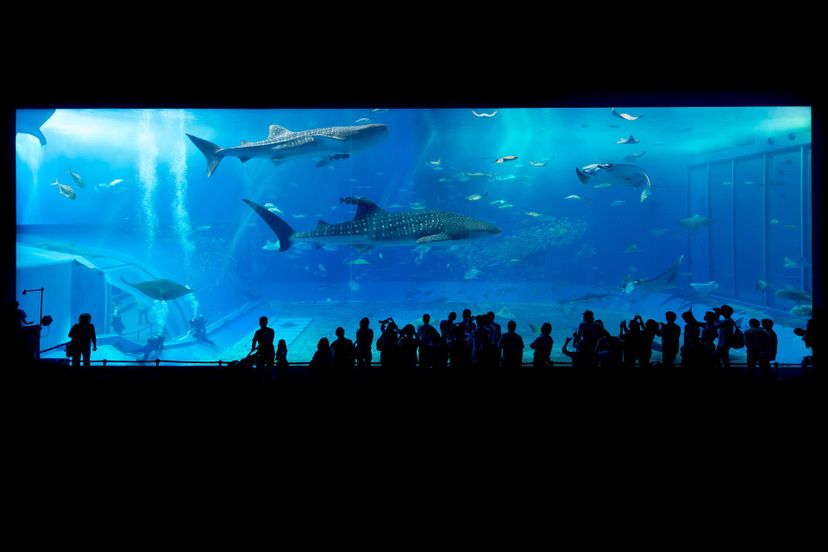 shark aquarium