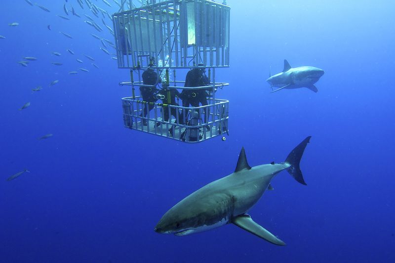 shark cage diving