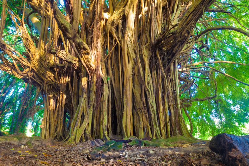 Banyan Tree, Hawaii