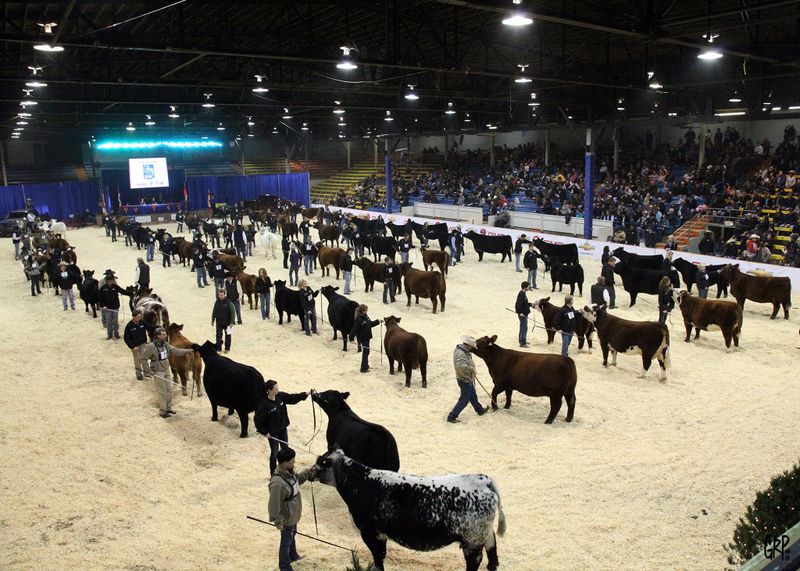 Photo by:Canadian Western Agribition