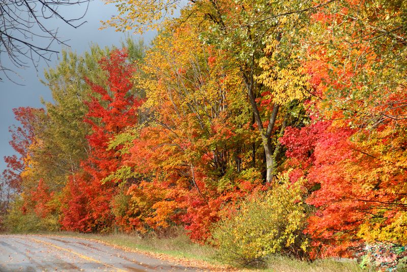 Fall colors trees