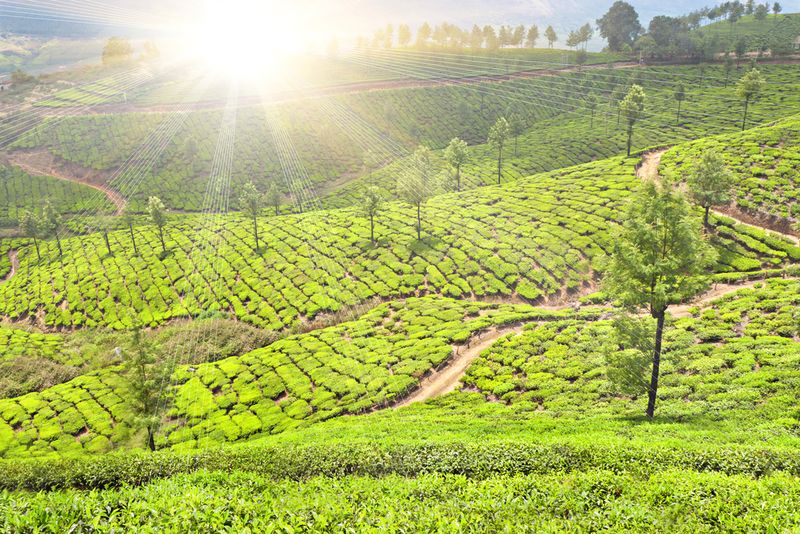 Munnar India