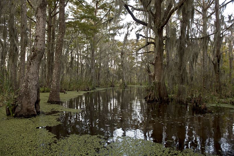 new orleans swamp