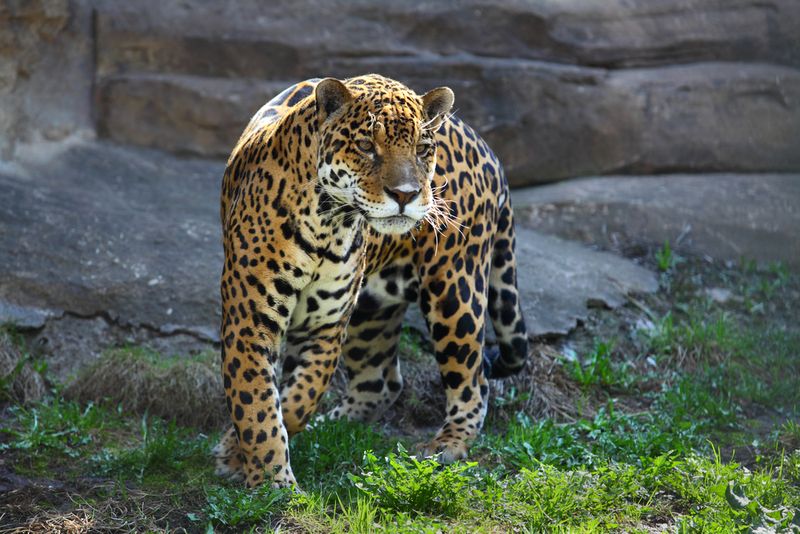 Jaguar in zoo