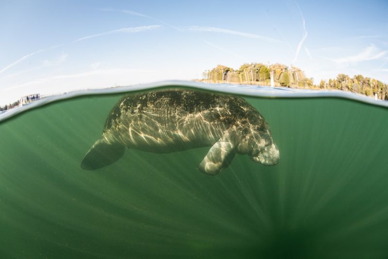 Manatee in Florida