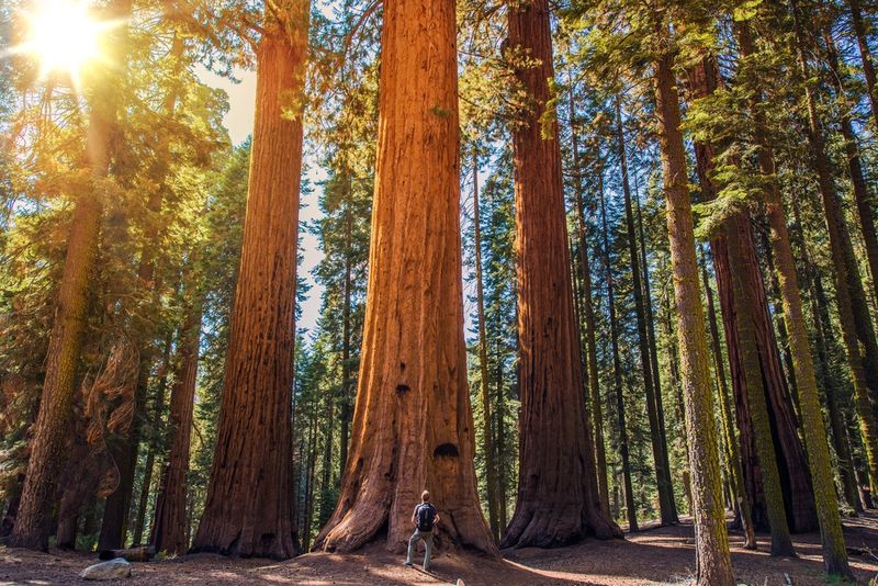 Redwood National Park California