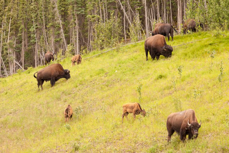 Wood Buffalo National Park