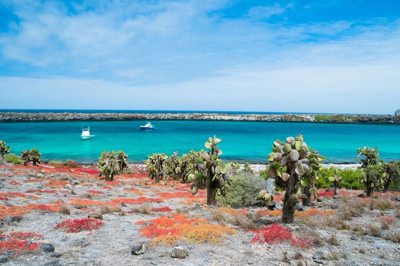 Galapagos South Plaza island