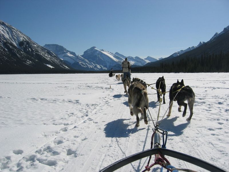 Dogsledding