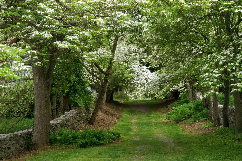 Tidewater Arboretum Virginia
