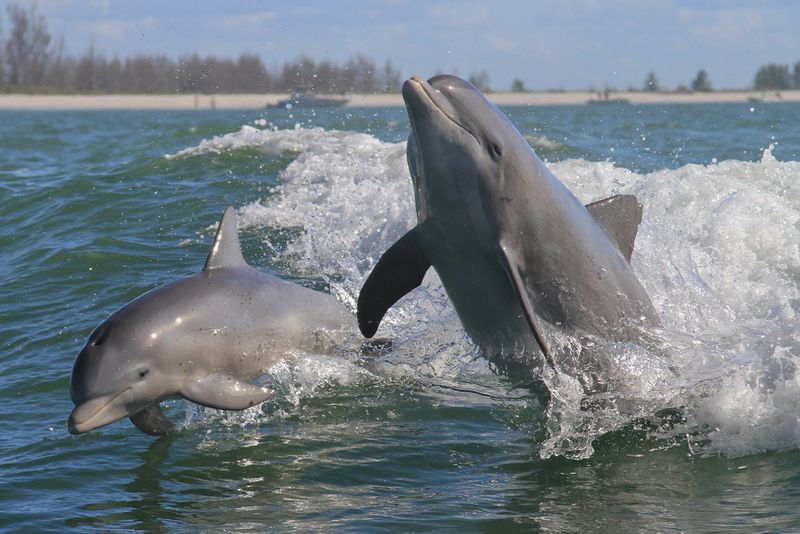 Dolphins