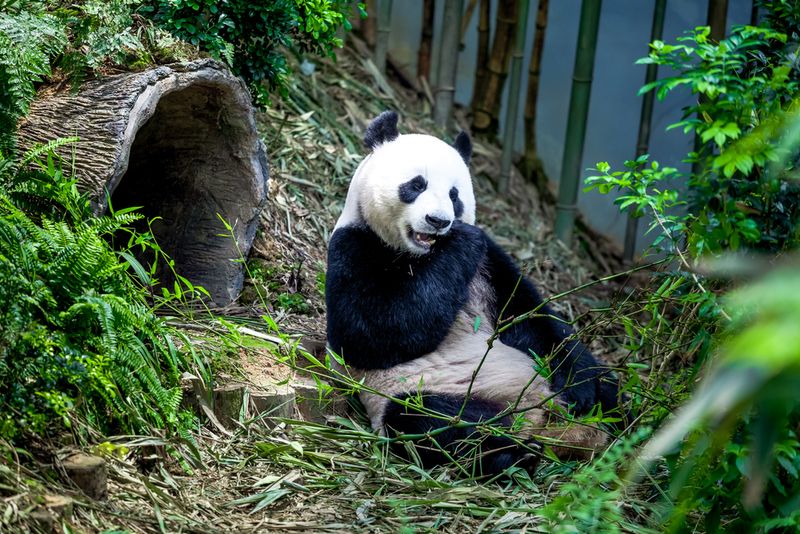 Giant Panda Zoo