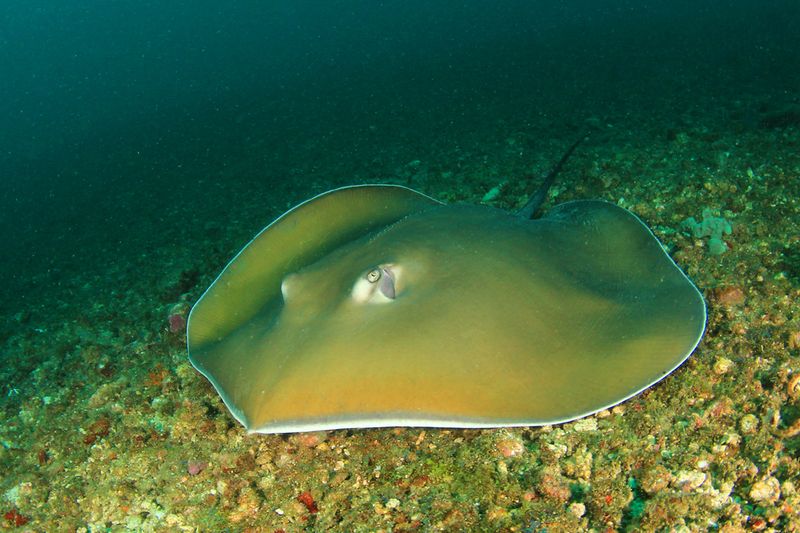 Stingray