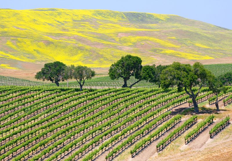 Vineyard Santa Barbara California