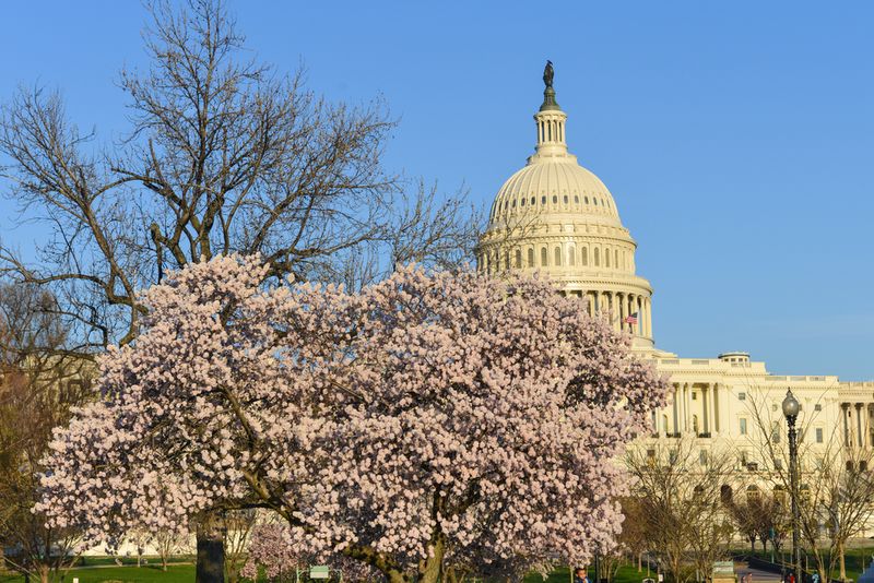 Washington DC Cherry Blossoms