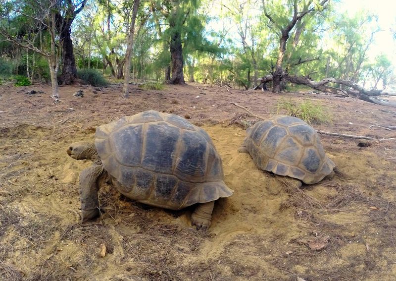 Photo by: Seychelles Islands Foundation - SIF