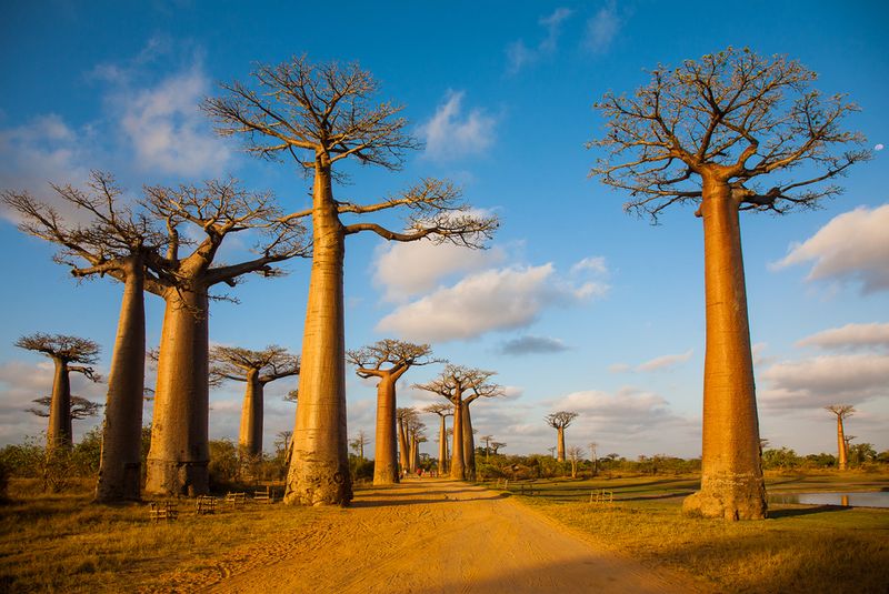 Avenue of the Baobabs, Madagascar