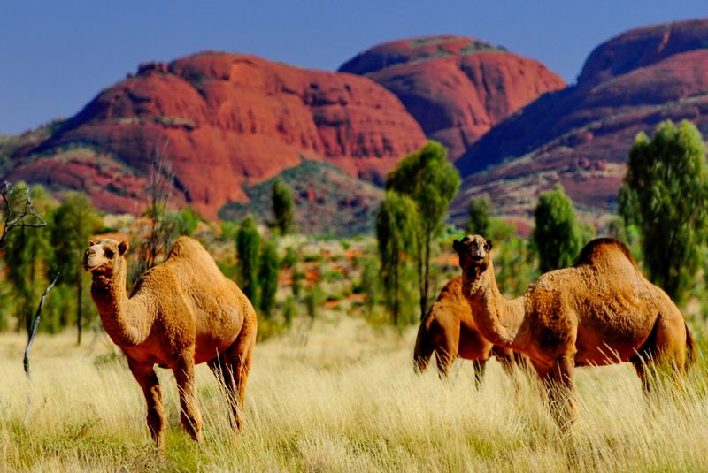 Camels Outback