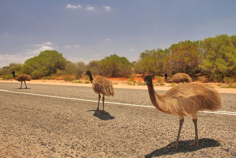Emus outback