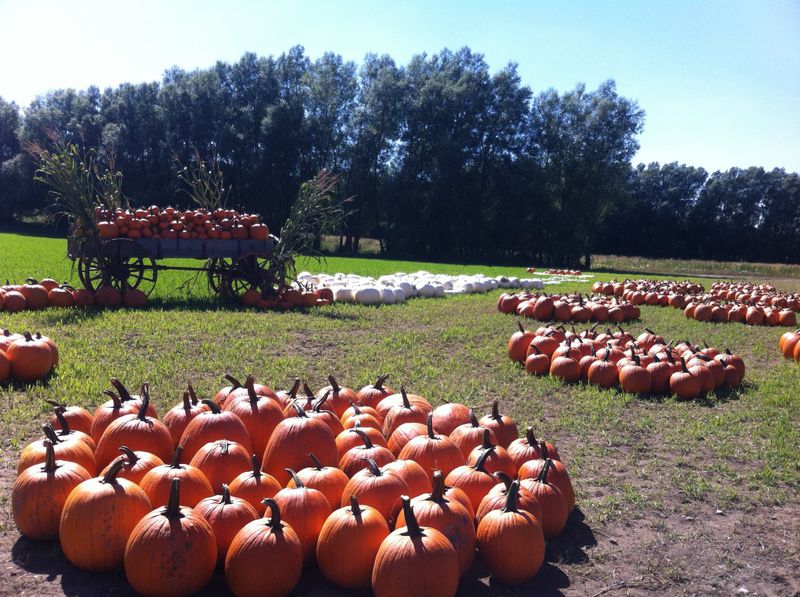 Photo by: Snyders Family Farm