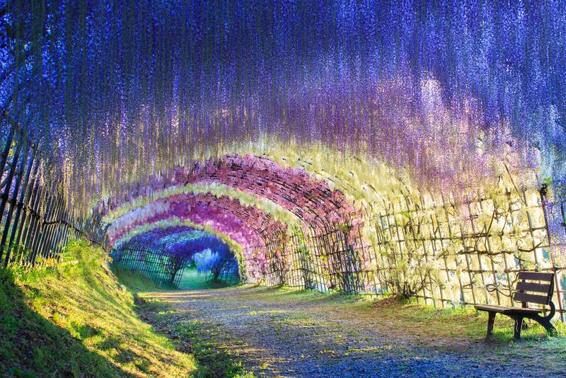 Wisteria Tunnel, Japan