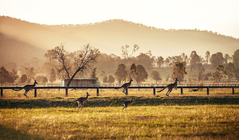 kangaroos outback