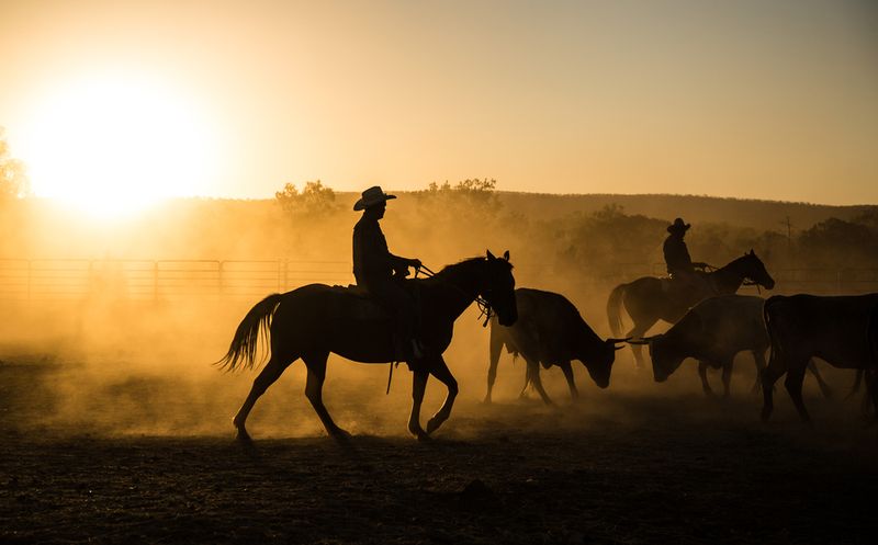 mustering outback