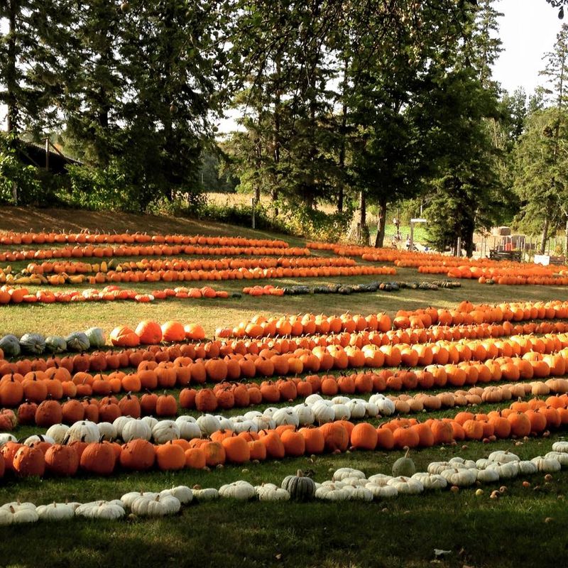 Photo by: Nauman Farm