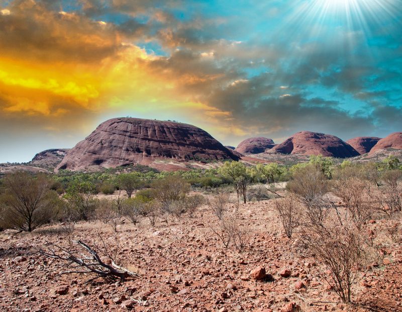 australian outback animals and plants