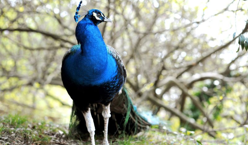 Bioparco di Roma