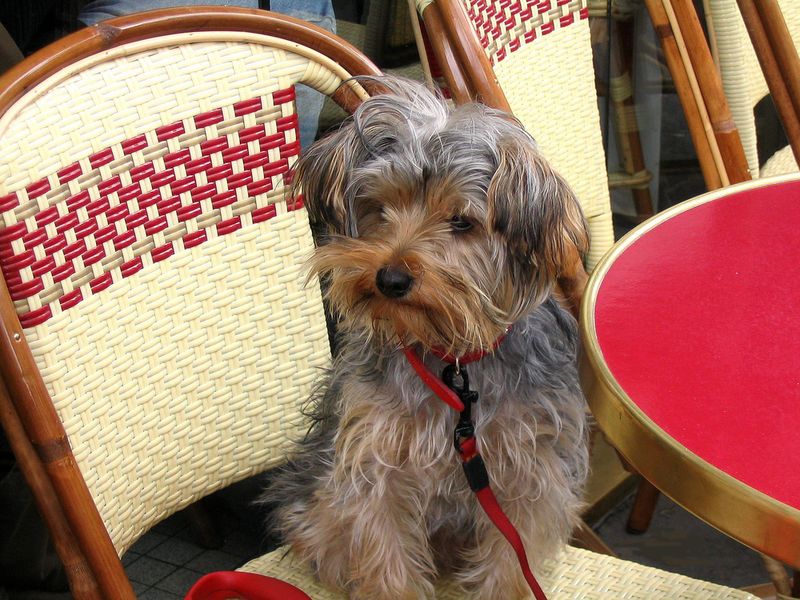 yorkie at paris cafe