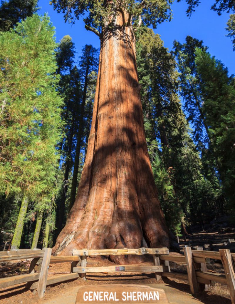 General Sherman Tree