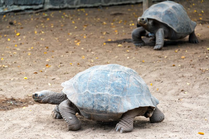 Giant tortise Isabela Island Galapagos