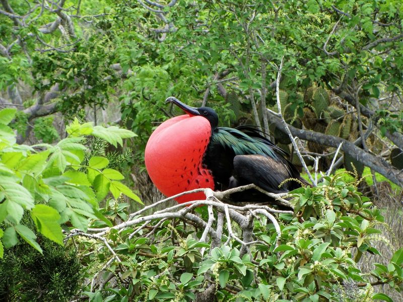 Great Frigate Bird Galapagos