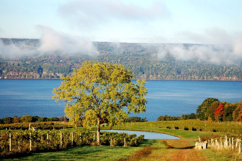 Vineyard Finger Lakes New York