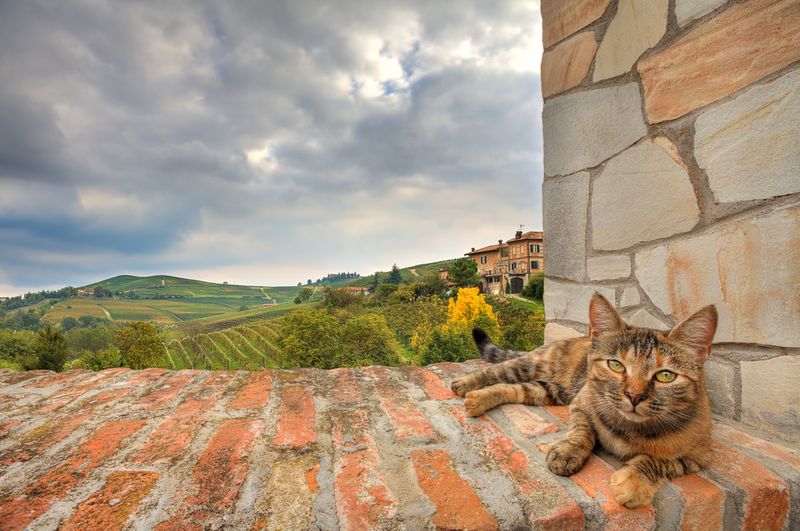 cat in Italy