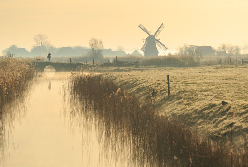 dog and windmill