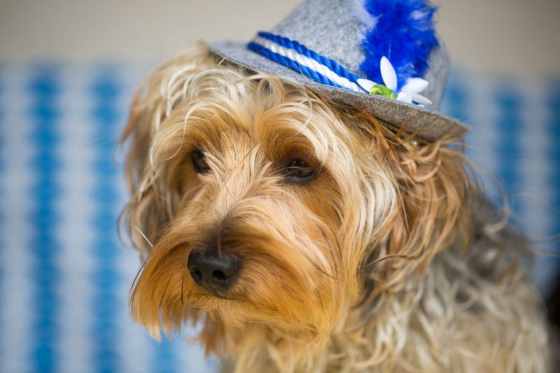 dog at octoberfest