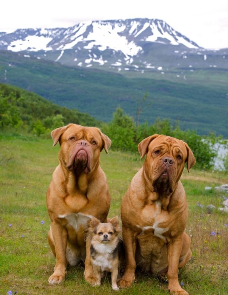 dogs in Norway
