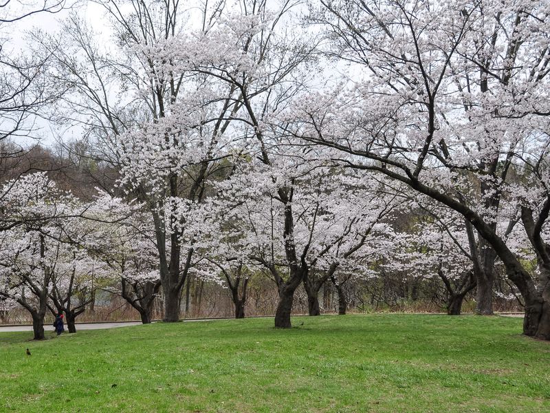 high park