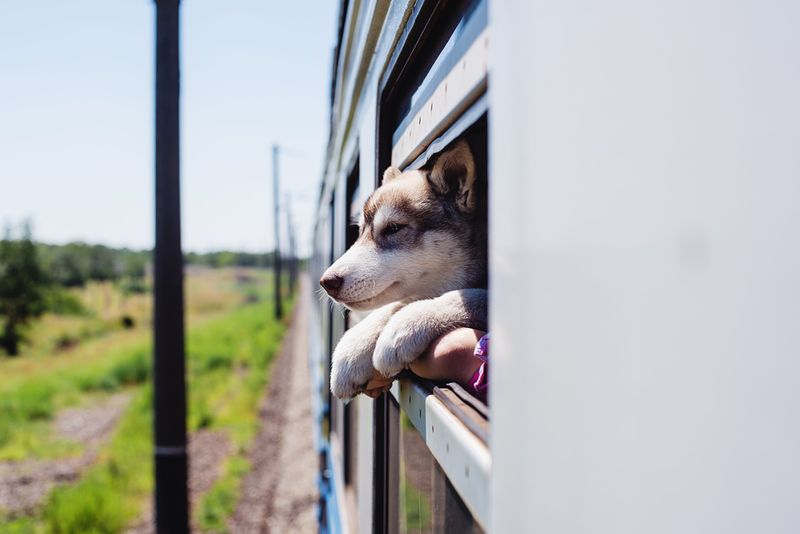 puppy on a train