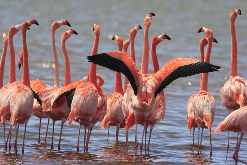 Bonaire, flamingo