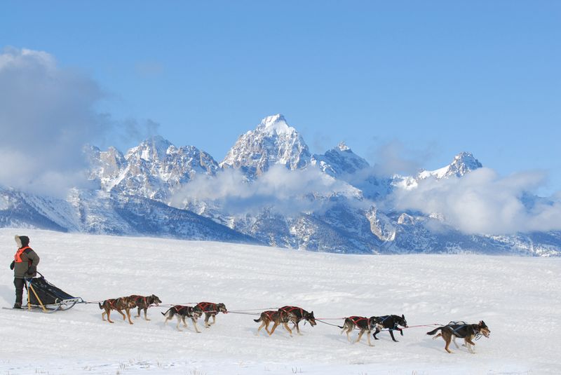 Iditarod Trail Dog Sled race