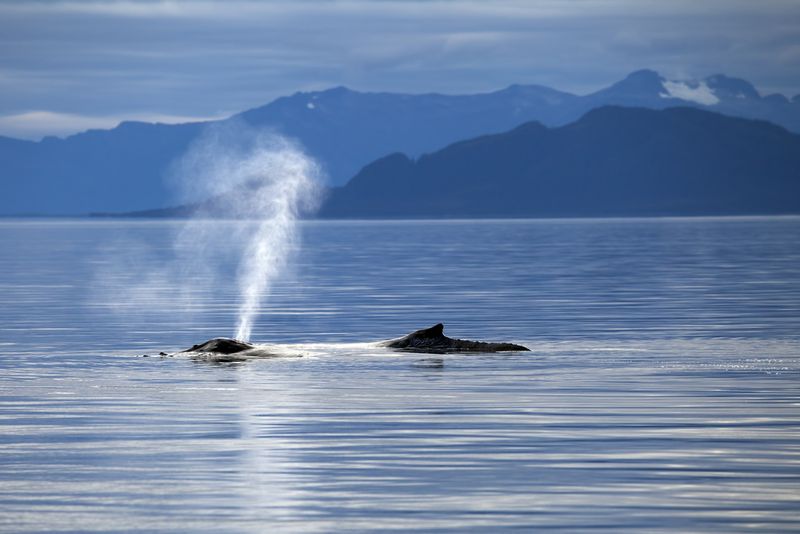 humpback alaska