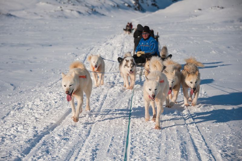 Dog sledding Greenland