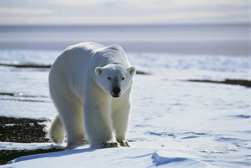 Polar bear Greenland