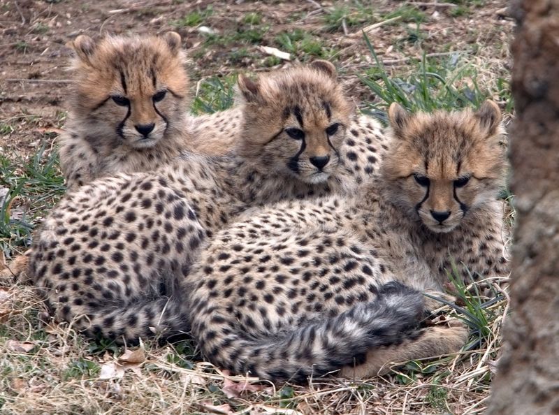 National Zoo washington