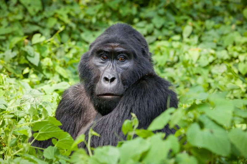 Photo by: Nkuringo Walking Safaris