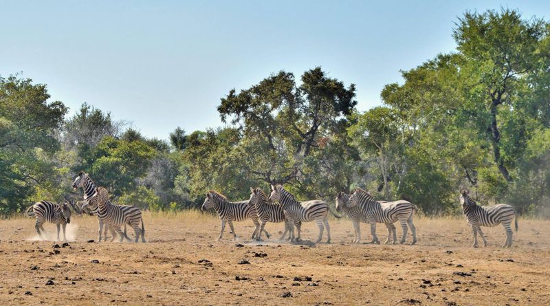 Photo by: Plains Camp - home of Rhino Walking Safaris